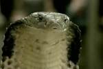 AXA insurance - Cobra snake trance